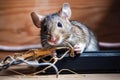 Rodent Trouble: Gray Mouse Chewing on Electrical Wires - Generative AI