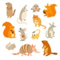 Rodent of the world, a big set vector illustration. on a white background