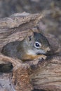 A rodents marmots chipmunks squirrel spotted on a tree trunk on hunting mood. Animal behavior themes. Focus on eye