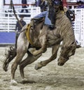 Rodeo Action Royalty Free Stock Photo