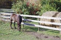 Canadian Barrel Racing Horse Royalty Free Stock Photo