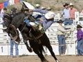 Rodeo Bucking Bronc Rider Royalty Free Stock Photo