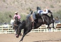 Rodeo Bucking Bronc Rider