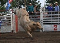 Rodeo bull bucking