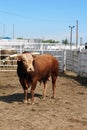 Rodeo Bull Royalty Free Stock Photo