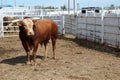 Rodeo Bull Royalty Free Stock Photo