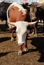 Rodeo Bull Royalty Free Stock Photo