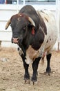 Rodeo Bull Royalty Free Stock Photo
