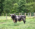 The rodeo bull before the big fight. Royalty Free Stock Photo