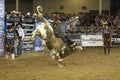 Rodeo bull rider cowboys Royalty Free Stock Photo