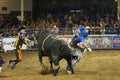 Rodeo bull rider cowboys Royalty Free Stock Photo