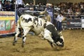 Rodeo bull rider cowboys