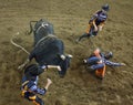 Rodeo bull rider cowboys Royalty Free Stock Photo