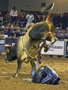 Rodeo bull rider cowboys Royalty Free Stock Photo