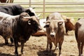 Rodeo Bulls