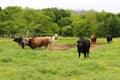 Rodeo Bulls out grazing the field At Cowtown Royalty Free Stock Photo