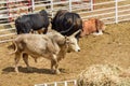 Rodeo bulls in a pen waiting to perform in a rodeo. Wyoming, USA Royalty Free Stock Photo