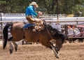 Rodeo Cowboy