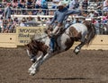 Rodeo Cowboy on A rough Ride Royalty Free Stock Photo