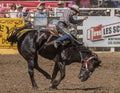 Rodeo Cowboy on A rough Ride