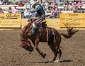 Rodeo Cowboy on A rough Ride