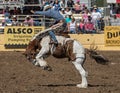 Rodeo Cowboy on A rough Ride