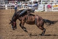 Rodeo Cowboy on A rough Ride