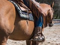 Rodeo equipment for cowgirl or cowboy Royalty Free Stock Photo