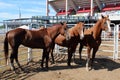 Rodeo Horses