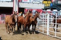 Rodeo Horses Royalty Free Stock Photo