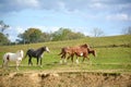 A herd of rodeo horses Royalty Free Stock Photo