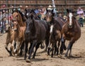 Rodeo Horses Royalty Free Stock Photo