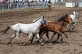 Rodeo horses running the arena Royalty Free Stock Photo