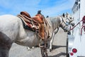 Rodeo horses Royalty Free Stock Photo