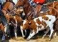 Rodeo show showing steer roping