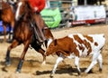 Rodeo show showing steer roping Royalty Free Stock Photo