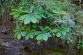 Rodgersia aesculifolia