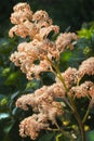 Rodgersia aesculifolia flowers