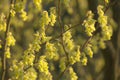 Rodgersia aesculifolia, a plant from the family Saxifragaceae Royalty Free Stock Photo