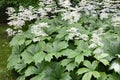 Rodgersia aesculifolia with white flowers