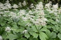 Rodgersia aesculifolia with white flowers