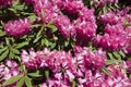 Rododendro Royalty Free Stock Photo