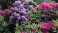 Rododendron flowers blossom garden park spring Royalty Free Stock Photo