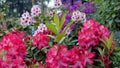 Rododendron flowers blossom garden park spring Royalty Free Stock Photo