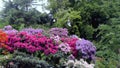 Rododendron flowers blossom garden park spring. Royalty Free Stock Photo