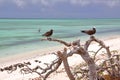 RODRIGUES ISLAND, MAURITIUS: Brown noddy Anous Stolidus at Cocos Island Royalty Free Stock Photo