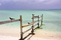 RODRIGUES ISLAND, MAURITIUS: Brown noddy Anous Stolidus at Cocos Island Royalty Free Stock Photo