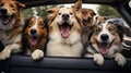 rodtrip dogs in a car Royalty Free Stock Photo