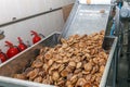 Roduction of gingerbread on the bakery conveyor Royalty Free Stock Photo