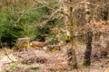 Roe buck in the forest